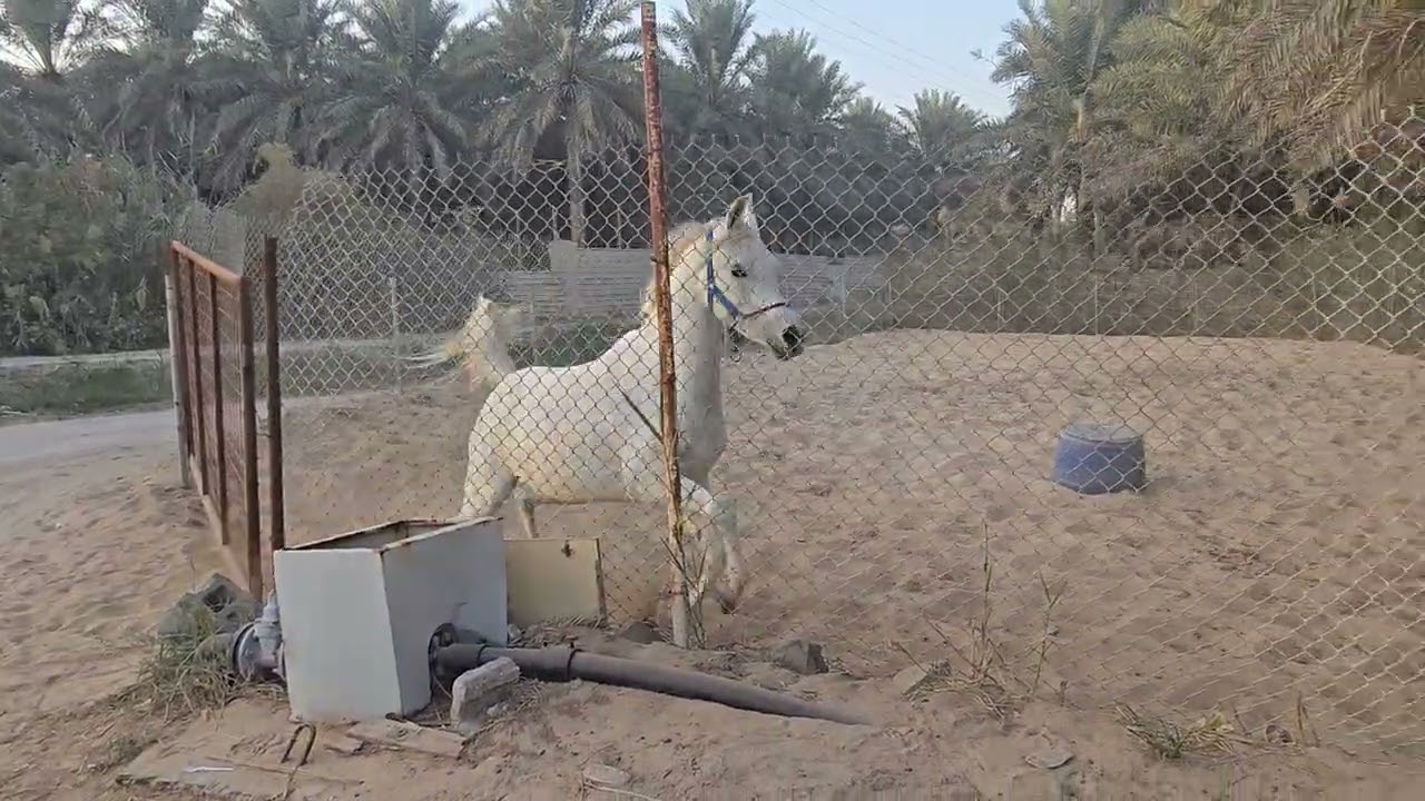 الفرس جميله الجود  #جميلة_الجود #افضل_متجر_مستلزمات_الخيل متجر العيون هورس مستلزمات الخيل #ترند