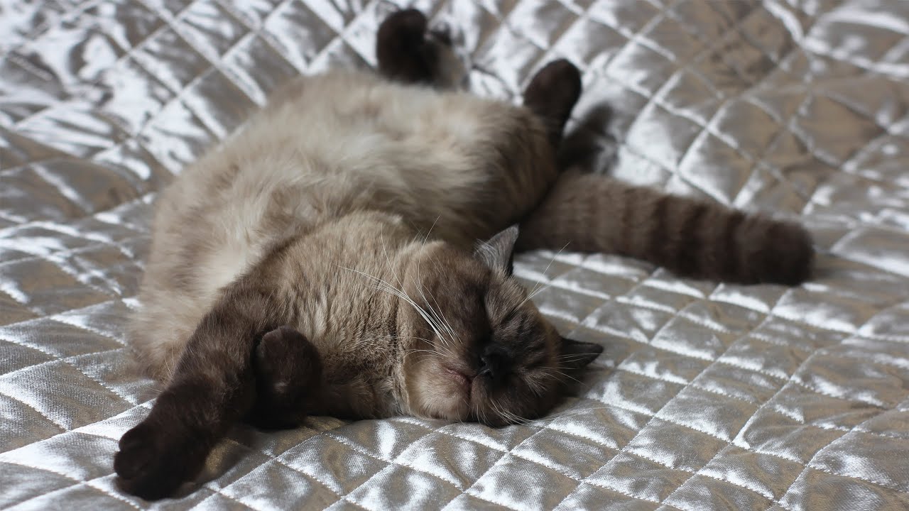 Любимое занятие КОТА днем