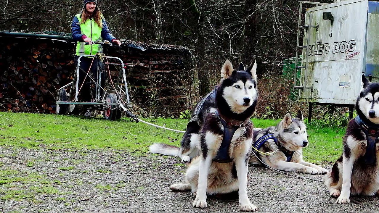 Hunde ruhig einspannen / Zughundesport / Dogscooter Anfang / Hundetraining / Nature Trails