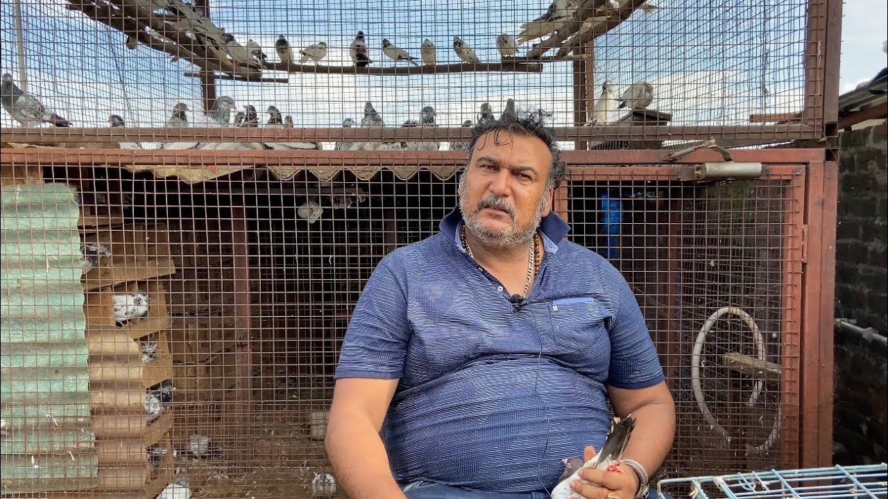 Наяб и Олд Лал Пхуло Уэйл Кабутар из Ашиша Гупты (доктор J&K) Джамму