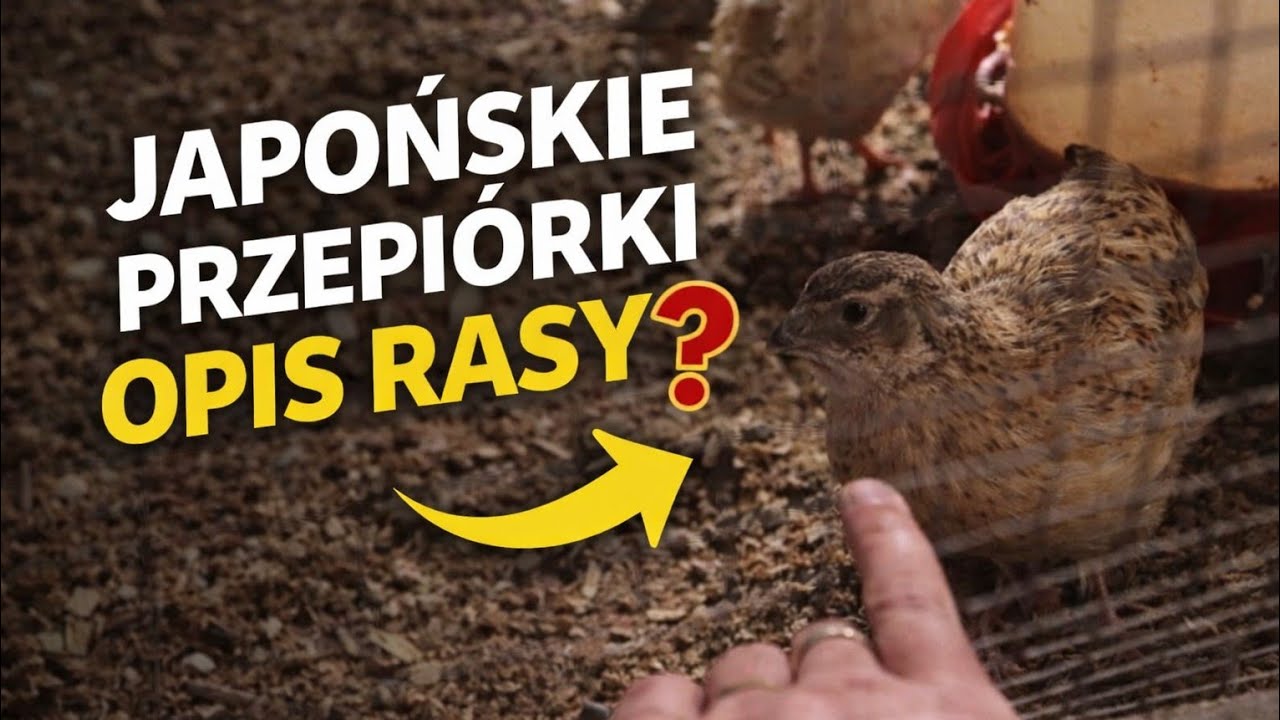 Przepiórki Japońskie opis rasy po mojemu🫣🤭