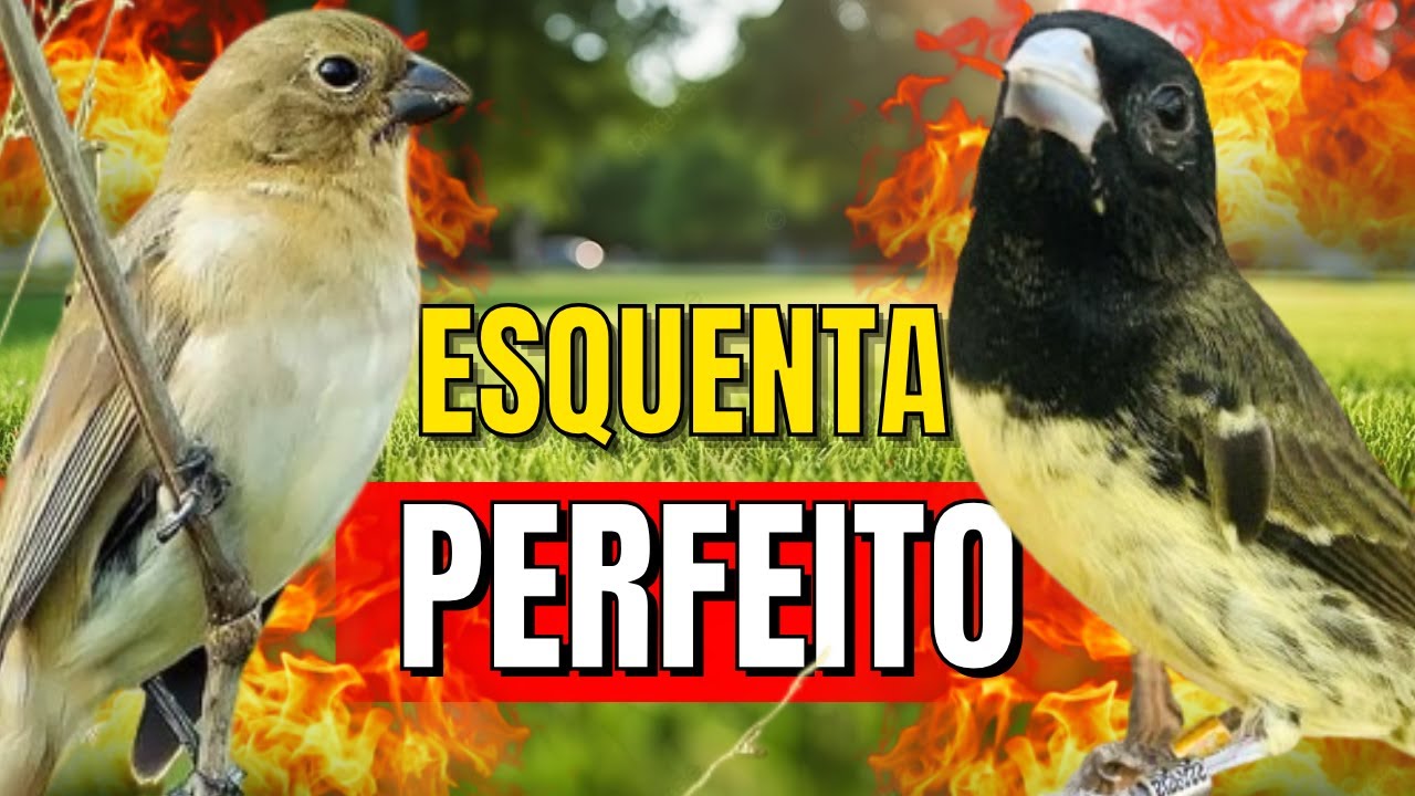 Papa capim siu siu com Fêmea chamando para Esquentar papa capim siu siu e papacapim siusiu