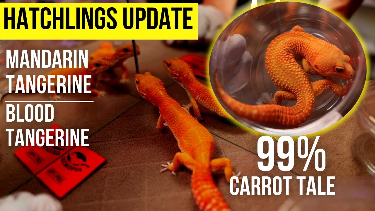 Mandarin Tangerine and Blood Tangerine Hatchlings with 99% Carrot Tail