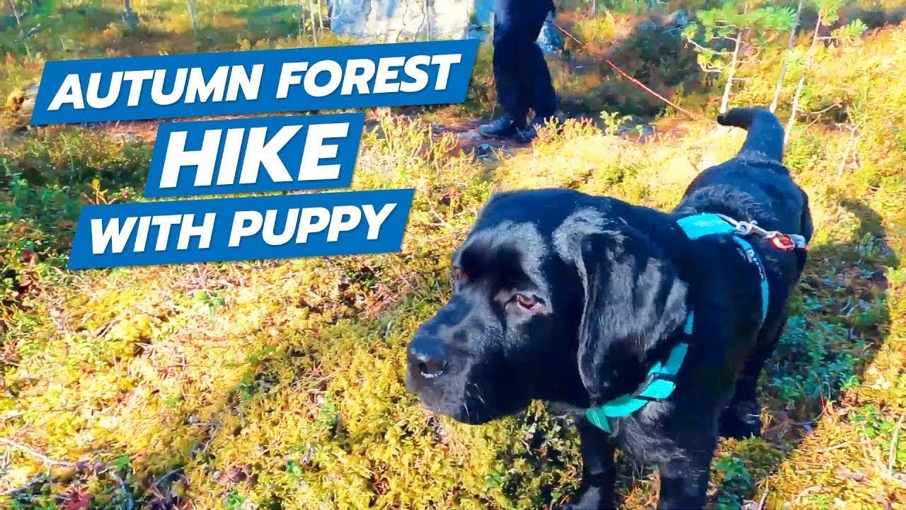 Autumn Hike in Finland's Forests 🌳  An amazing Hike With Cinematic Footage of northern Forests!