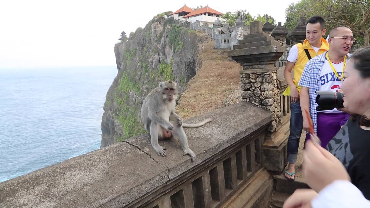 Bali Temple de Uluwatu Singes voleurs / Bali Uluwatu temple Monkeys