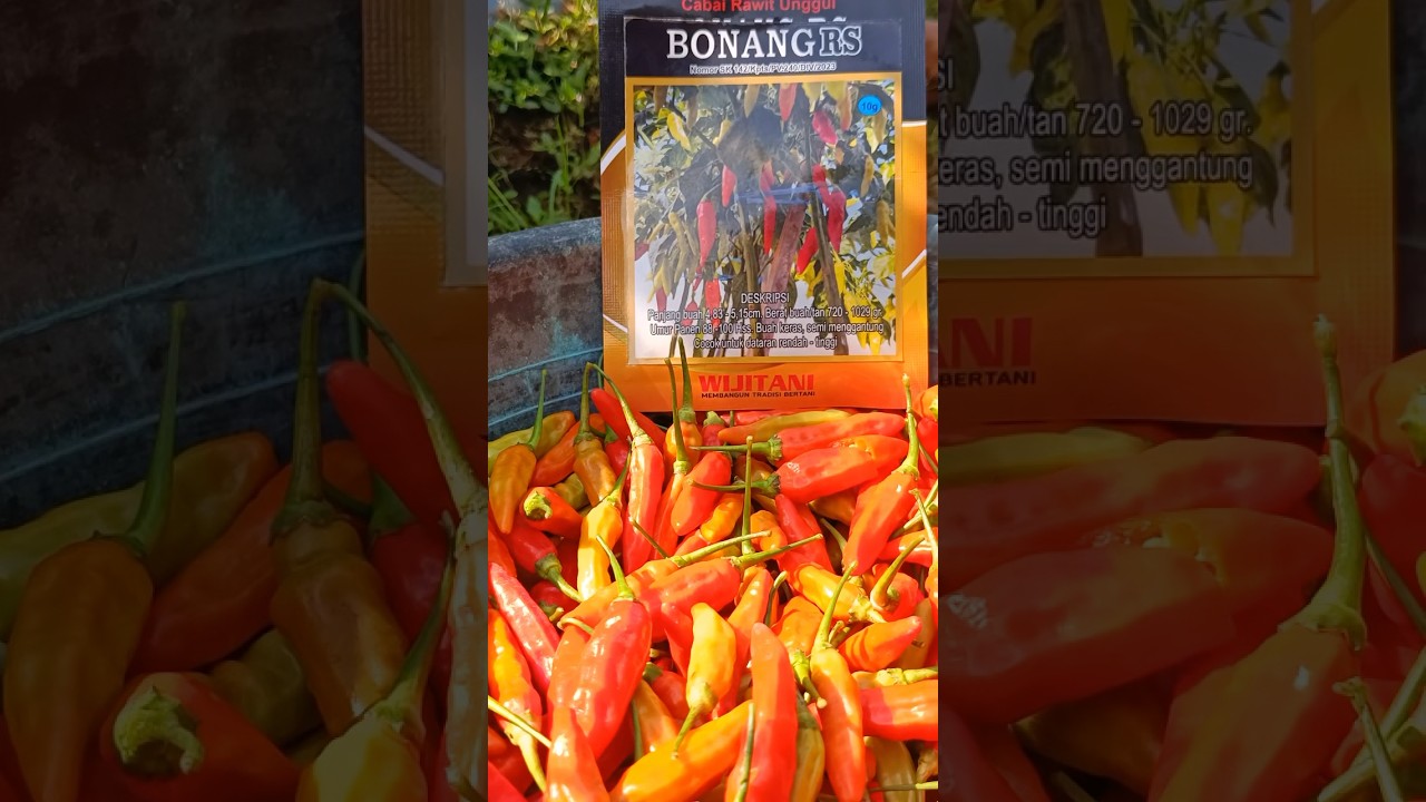 PANEN RAYA BONANG RS🌶️🔥