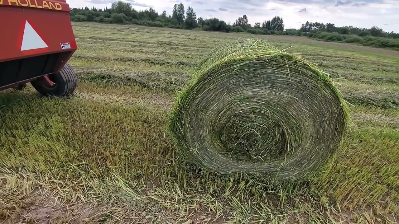 Baling Japanese Millet for Haylage. 