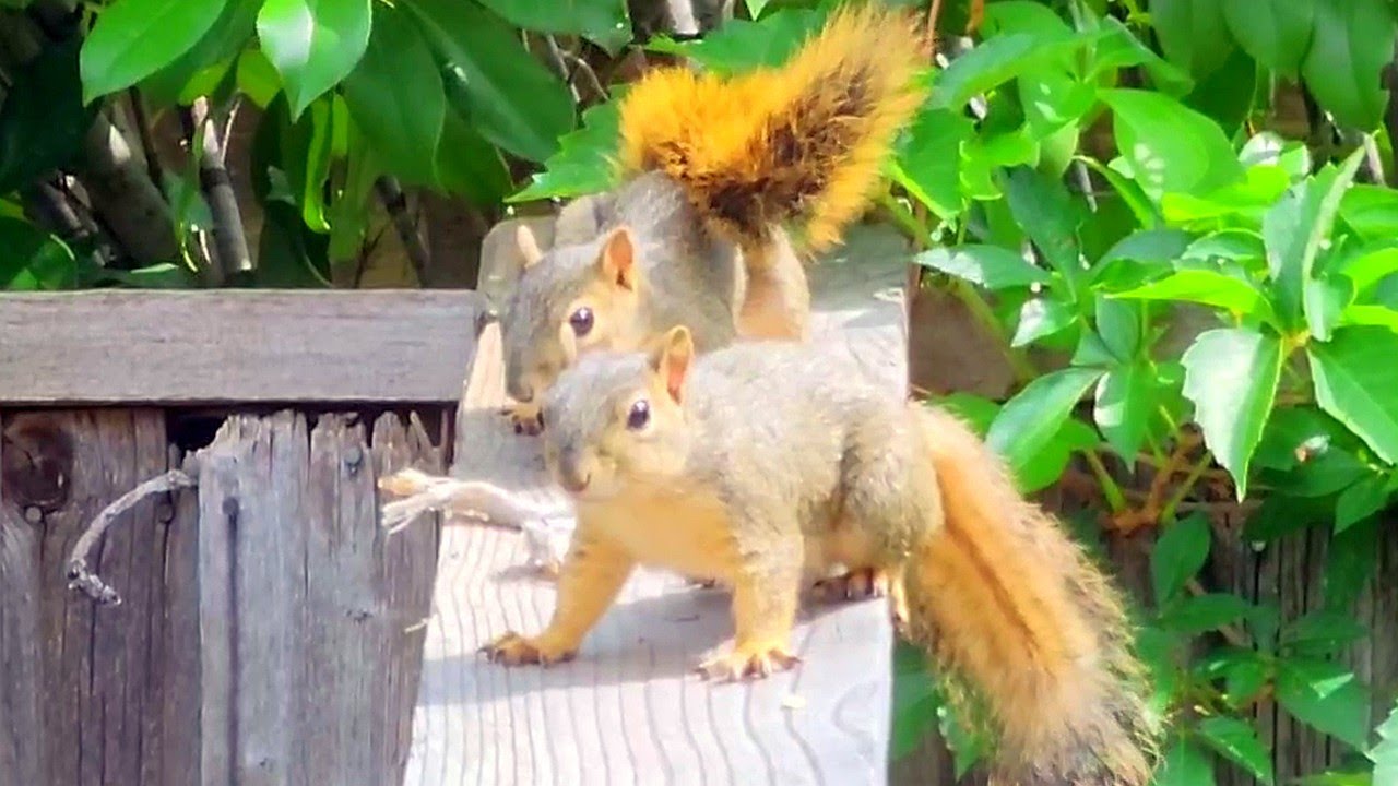2 Released Squirrels Playing In Side Yard & On Top of Soft Release Cage