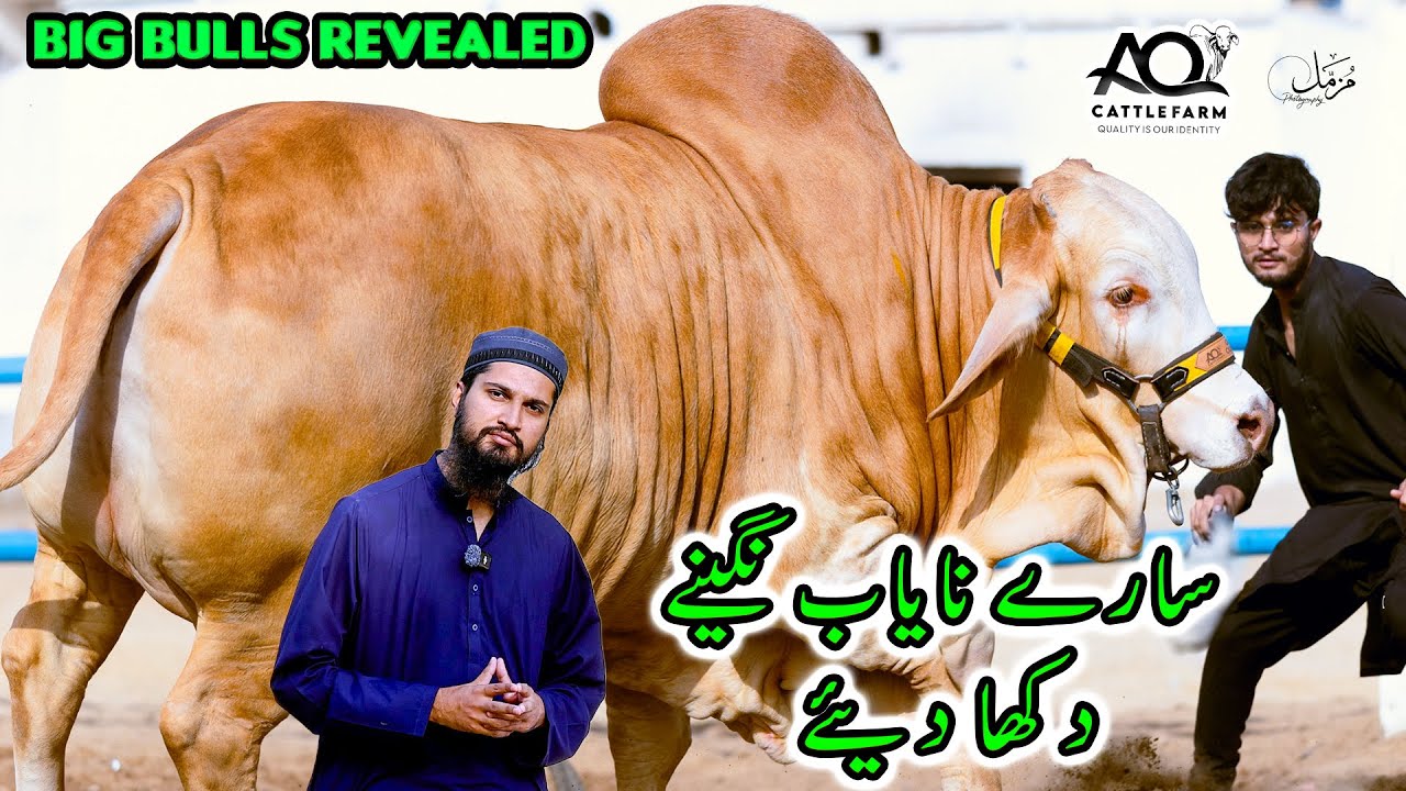 Eid Special: BIG BULLS & COWS REVEALED | AQ Cattle Farm Collection for Bakra Eid 2025