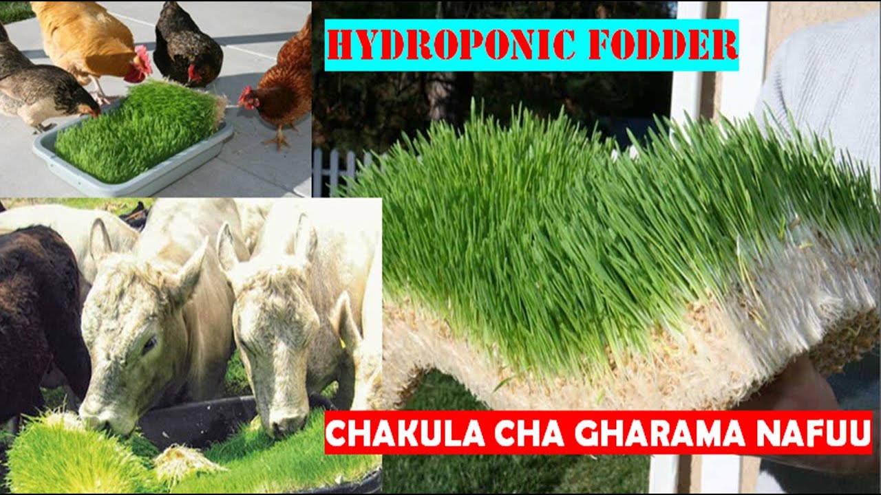 JINSI YA KUTENGENEZA/ KUANDAA HYDROPONIC FODDERS:CHAKULA CHA MIFUGO BILA UDONGO pdf