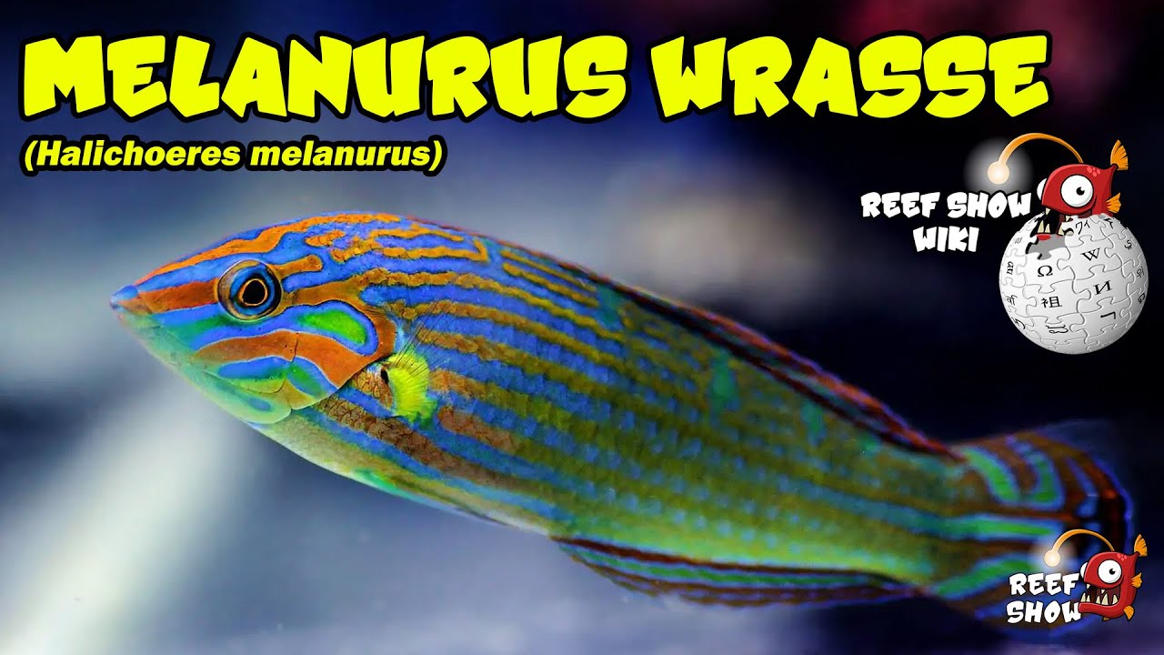 Reef Show Wiki: Melanurus Wrasse