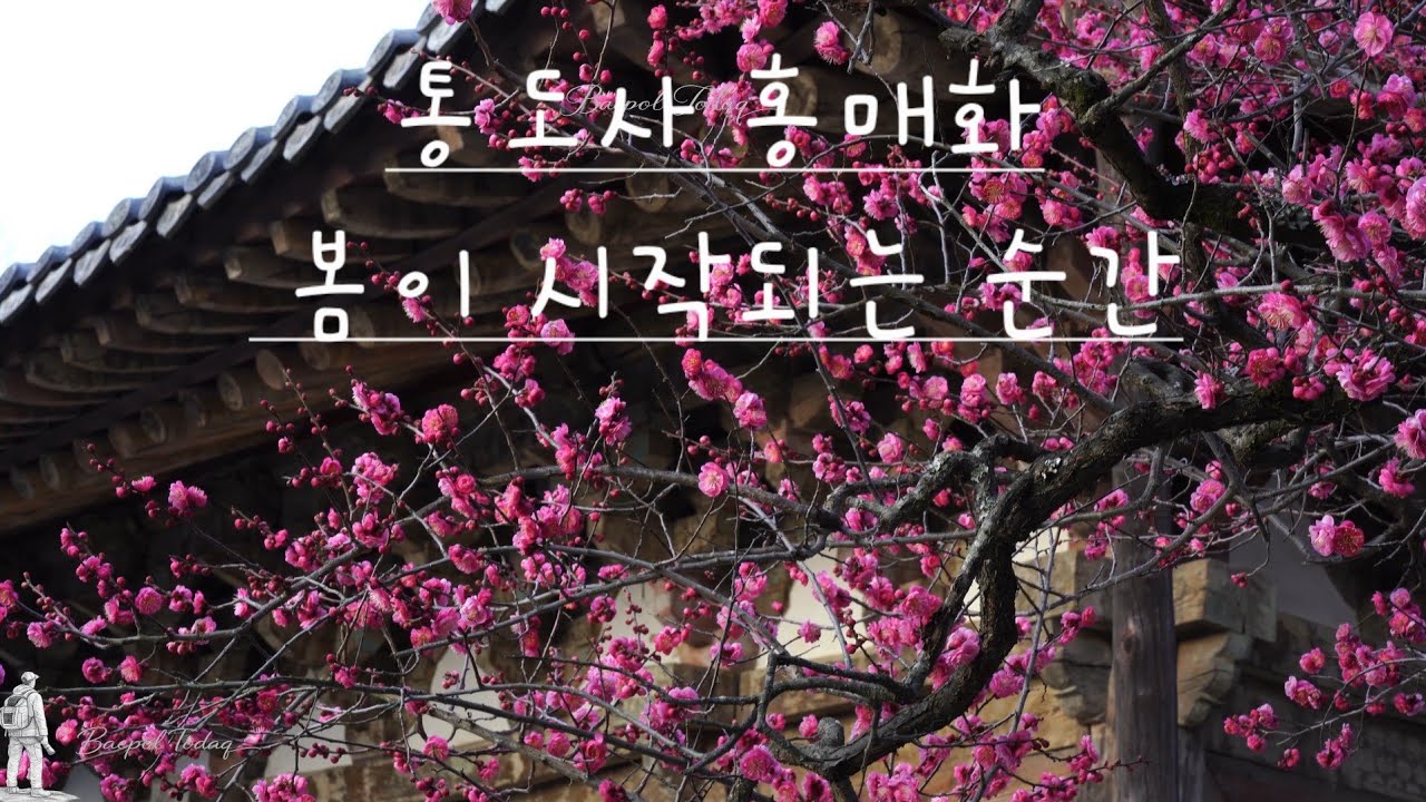 🌸 산사 10분 │ 통도사 봄 홍매화 산사 명상