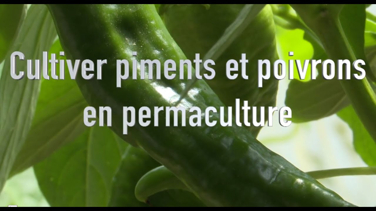 Cultiver des piments et poivrons en permaculture