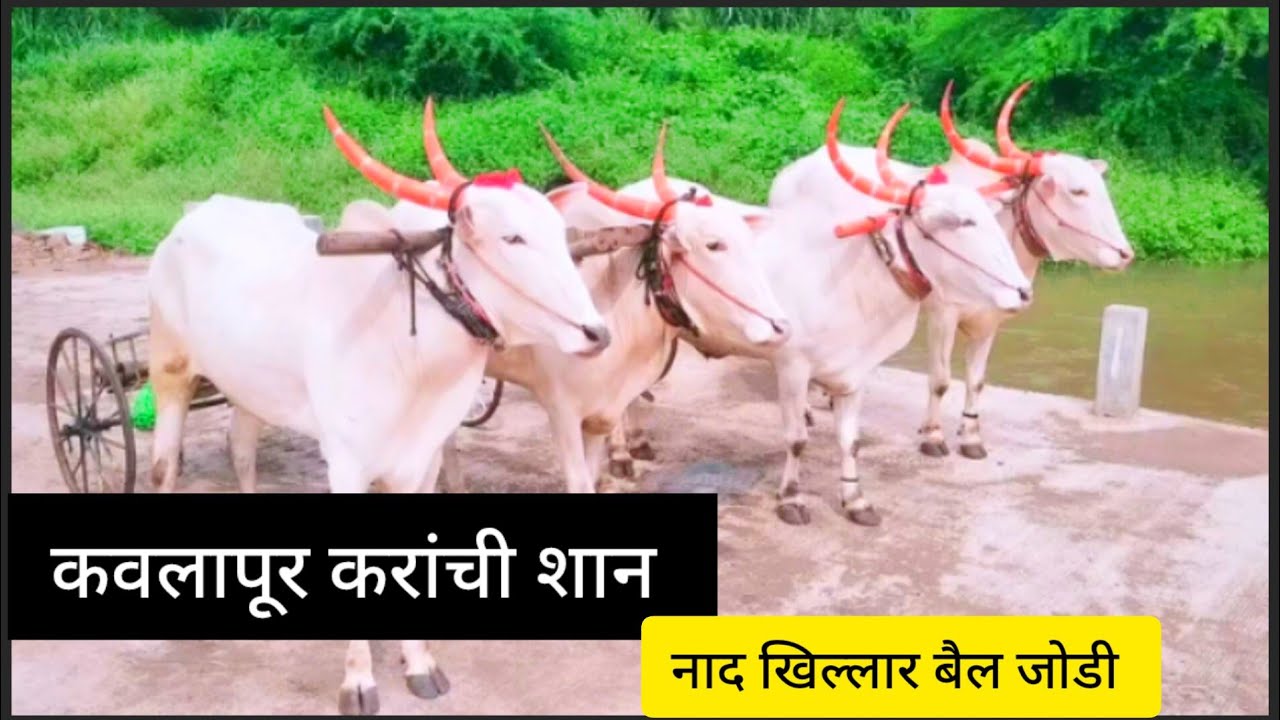 कवलापूर करांची शान | khillar bail jodi | jiva shivachi bail jodi | bail plola | शेतकरी