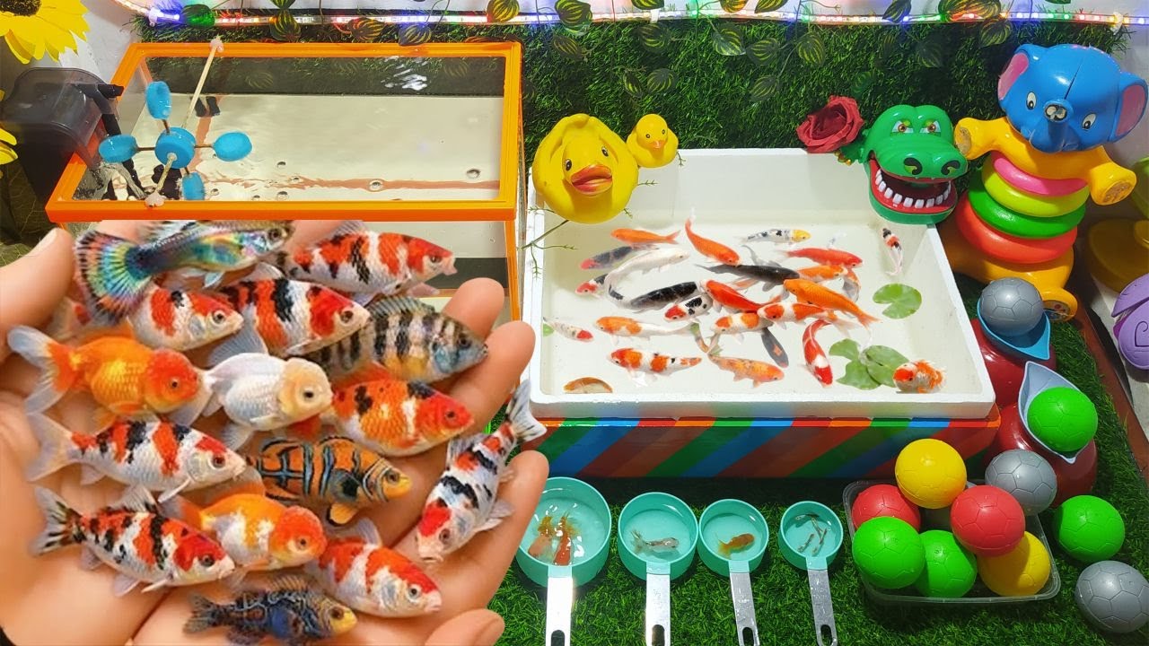 Unboxing Catch beautiful aquarium fish in small pond baby turtles, eel, frog, pencil fish, bettafish
