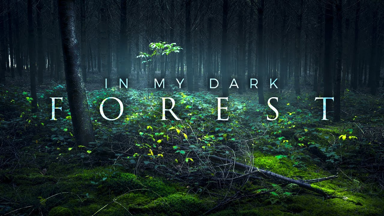 PHOTO NATURE EN FORÊT - Je vous présente ma DARK FOREST