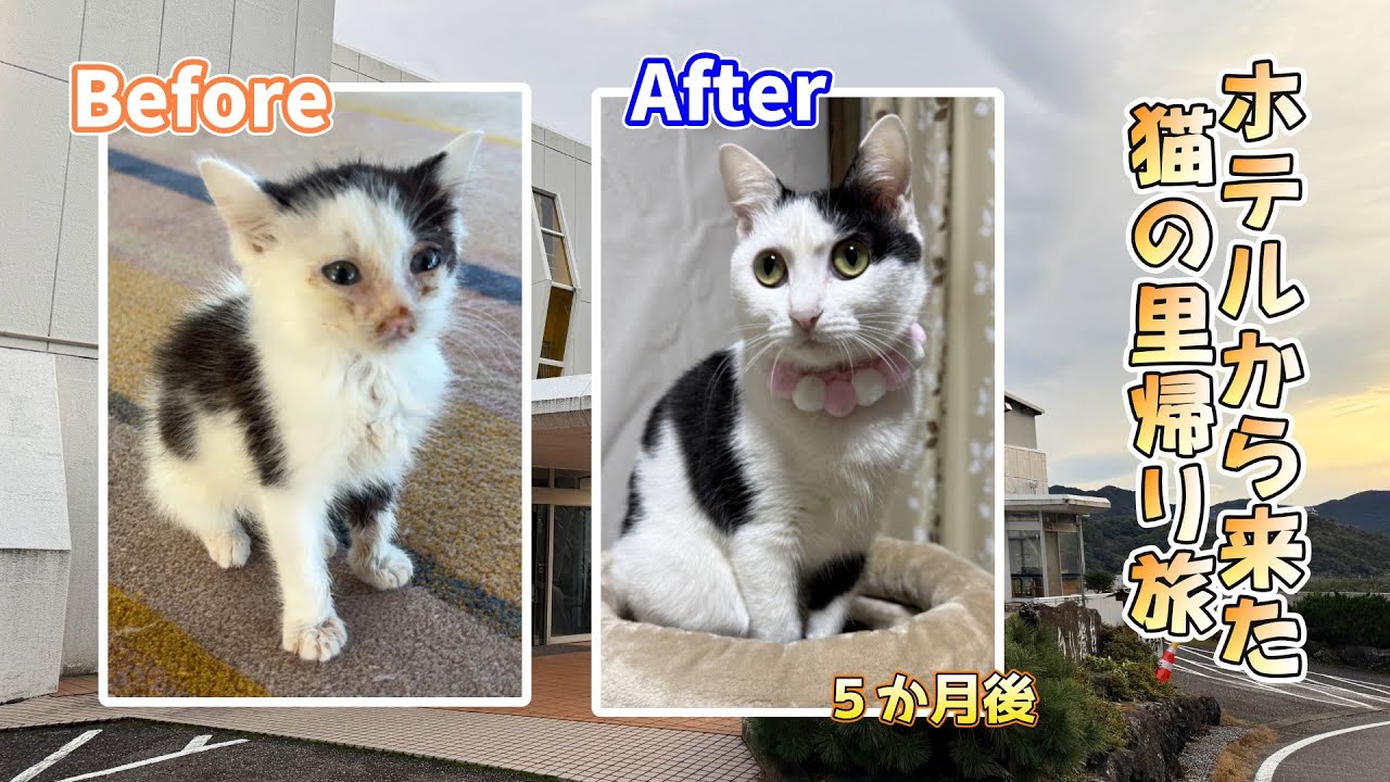 【看板猫温泉ホテル】ホテルから引き取った猫が里帰りする旅／徳島の看板猫40匹がいるホテル白い燈台