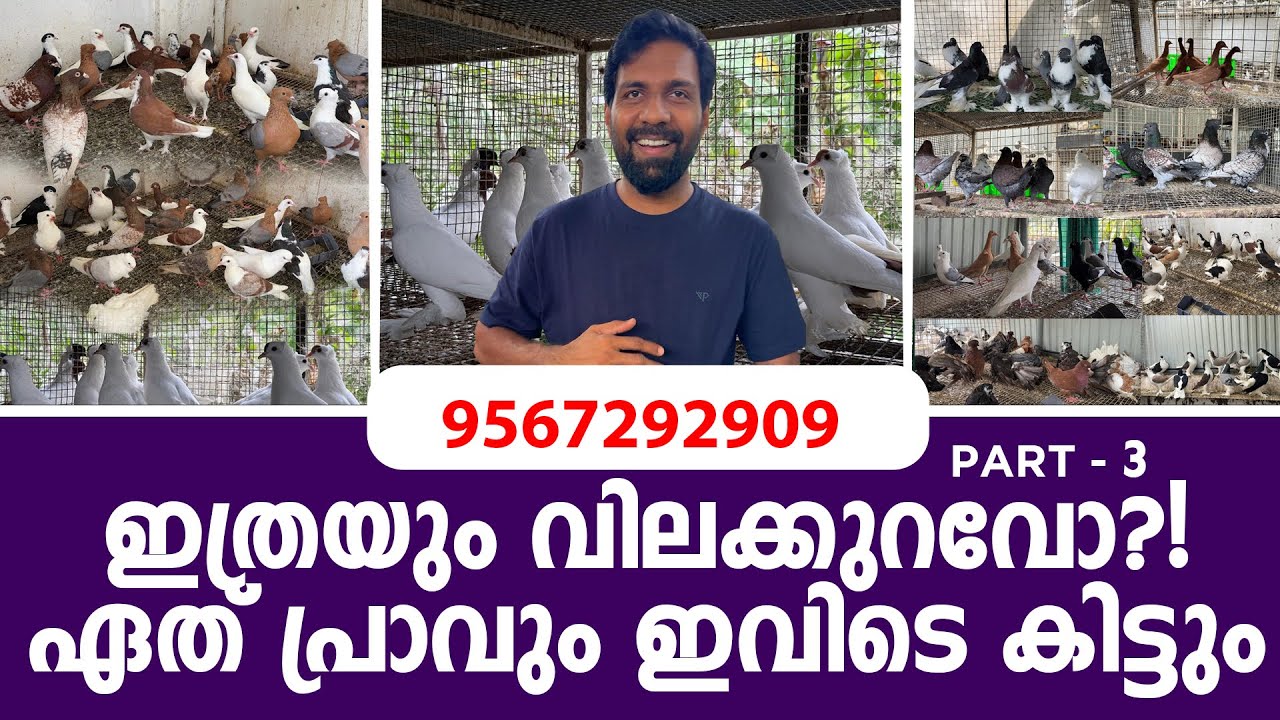 ഇത്രയും വിലക്കുറവോ!? ഏത് പ്രാവും ഇവിടെ കിട്ടുകിട്ടും