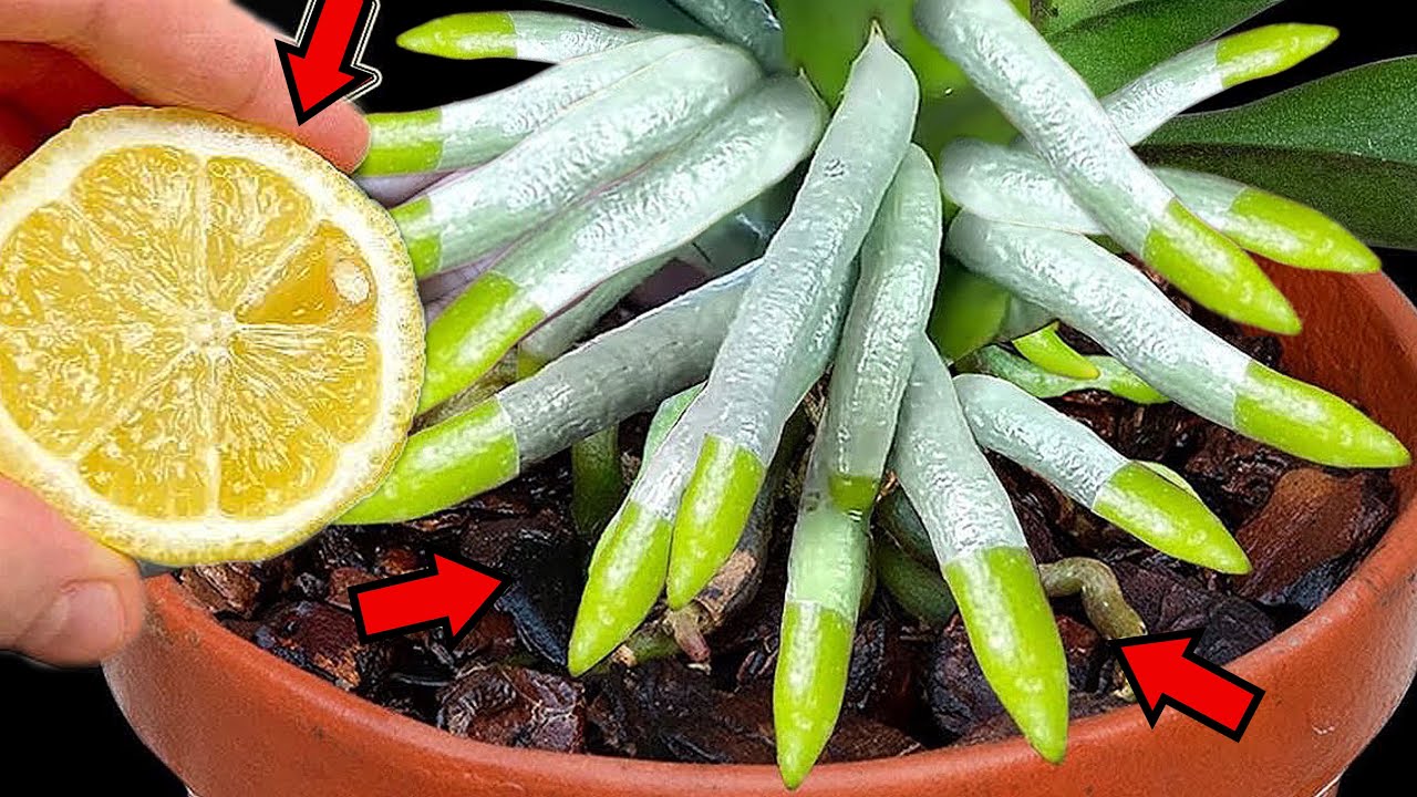 Just lemon! Orchid grow 200% of roots immediately and bloom super flowers