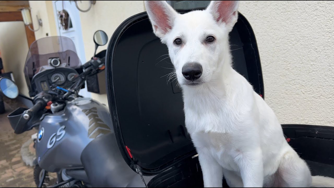 oh je - Motorrad und Haustier und keine Lösung?
