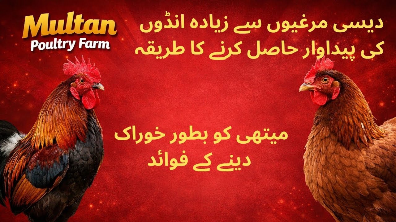 Murgiyon se andon ki zyada paidavar mein methi aur sabz charay ka fayda
