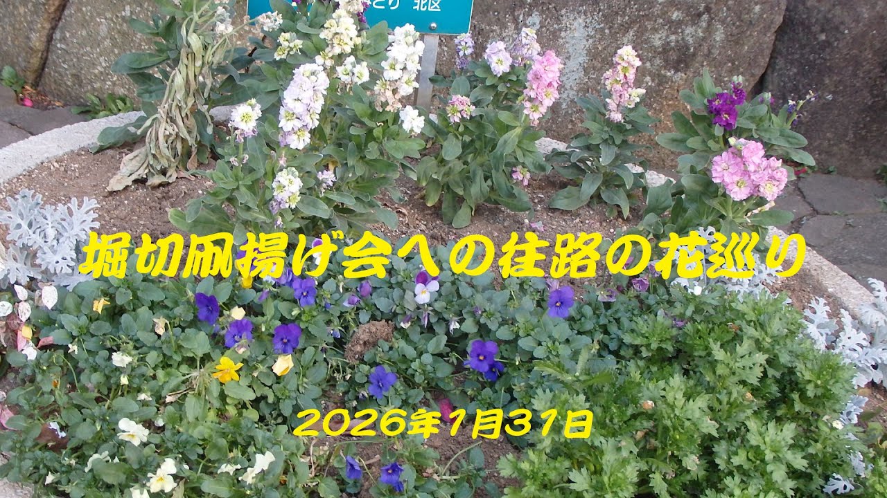 堀切凧揚げ会への往路の花巡り