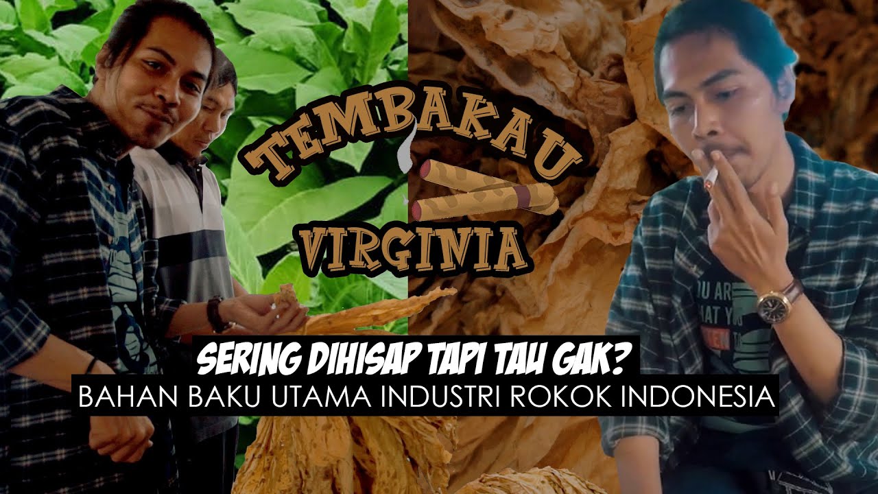 TEMBAKAU VIRGINIAN, LOMBOK TIMUR - BAHAN UTAMA INDUSTRI ROKOK PUTIH INDONESIA