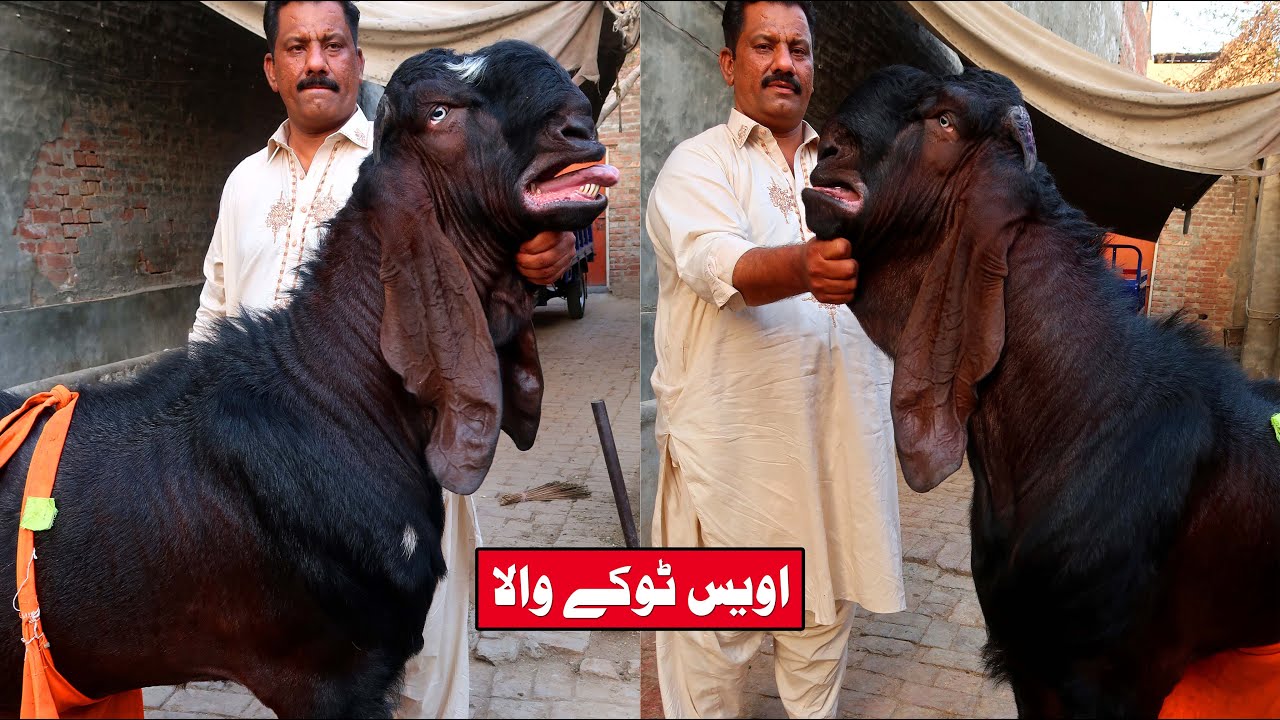 Giant Breeder Goat Of Awais Tokay Wala Mughalpura Lahore 2022