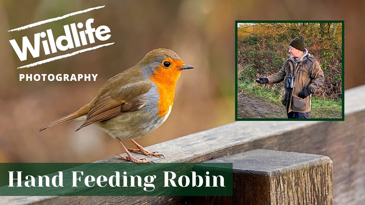 THE FRIENDLY ROBIN hand feeding - UK WILDLIFE and NATURE Photography