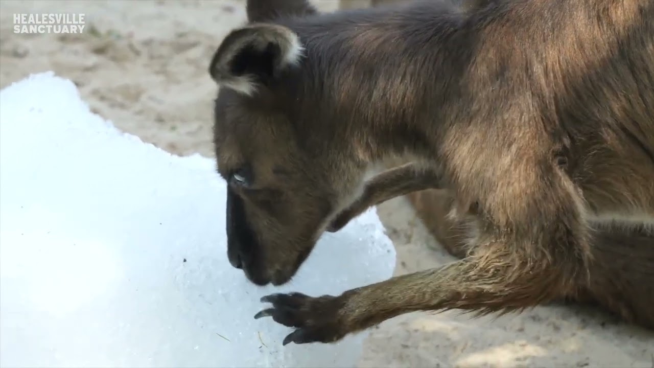 Kangaroos Munch on Ice Block During Hot Summer Weather