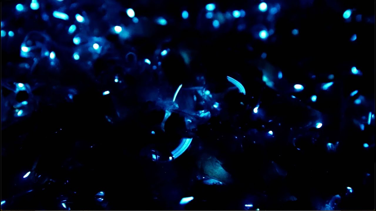 Firefly Squid: A Light in the Deep | Forces of Nature | BBC Earth Science