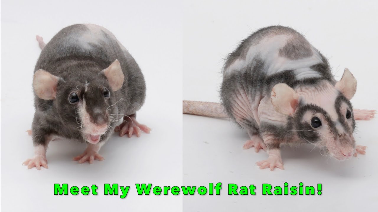 Rat Highlight - Meet my Werewolf Rat Raisin!