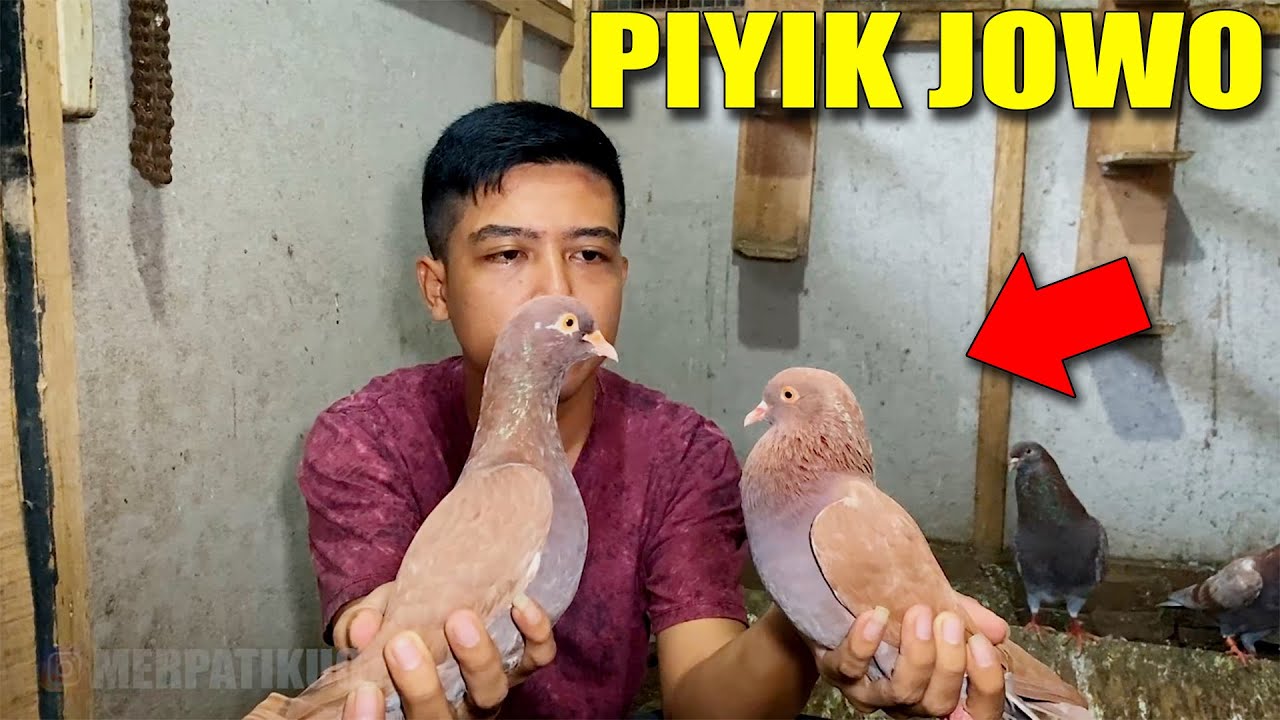 WOWW! PIYIK JOWO KELUAR WARNA GAMBIR LAGI