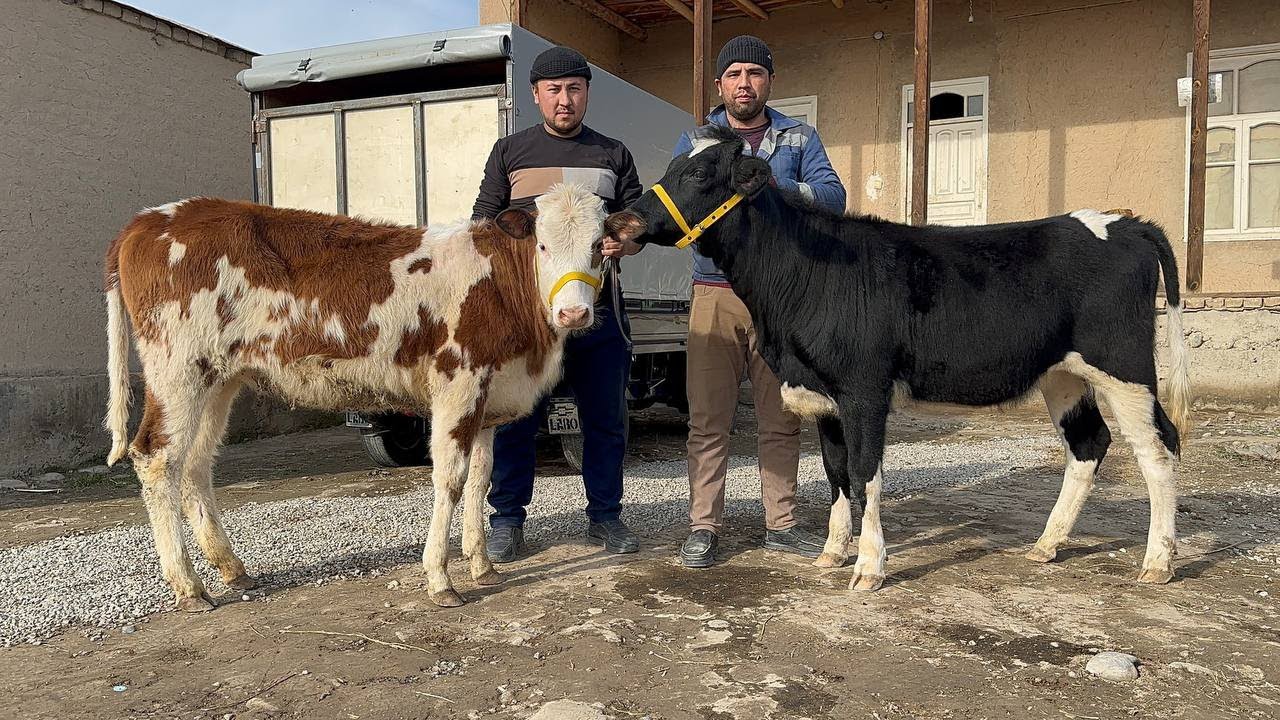 PUL boshashka Hamyonbob joyidan Arzon hunojinlar ulgurib qoling 