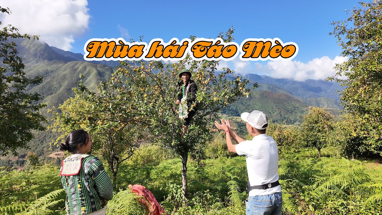 Hoa mắt với rừng táo mèo trĩu quá ở bản Nậm Nghiệp Sơn La