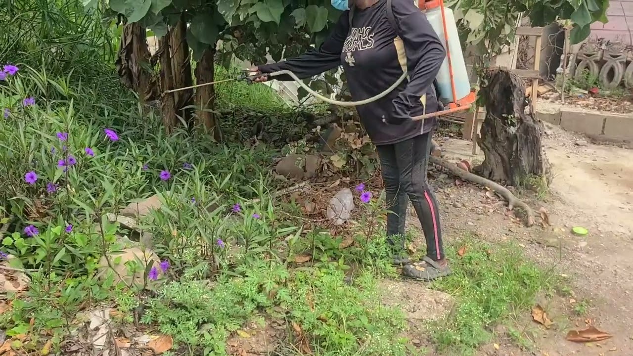 spraying down the grass in the yard jamaican style