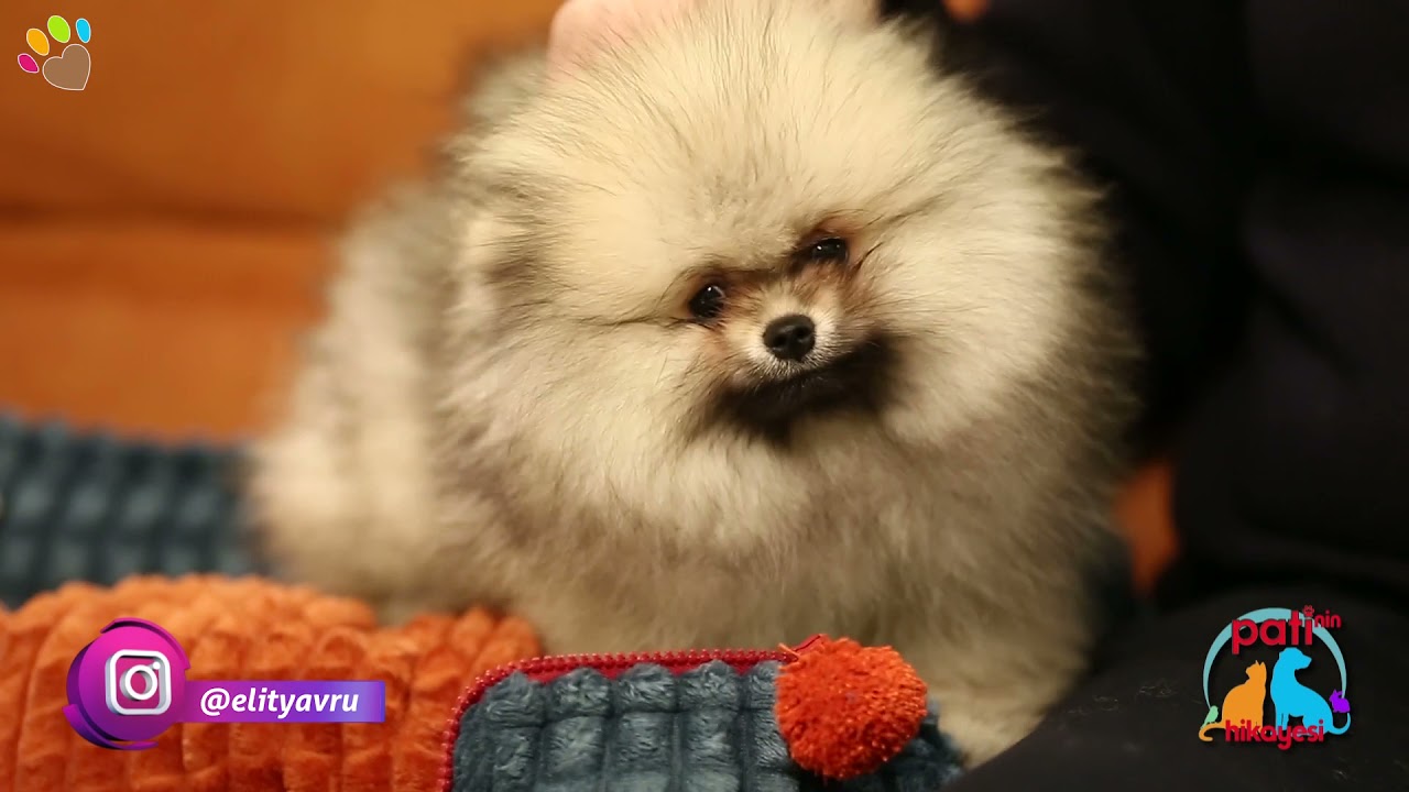 Köpeklerdeki hamilelik ve emzirme süresi ne kadardır ?