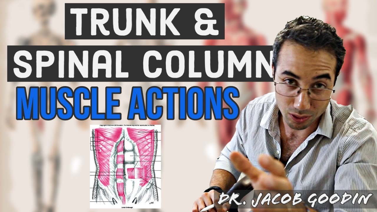 Trunk & Spinal Column Anatomy: Muscle Actions