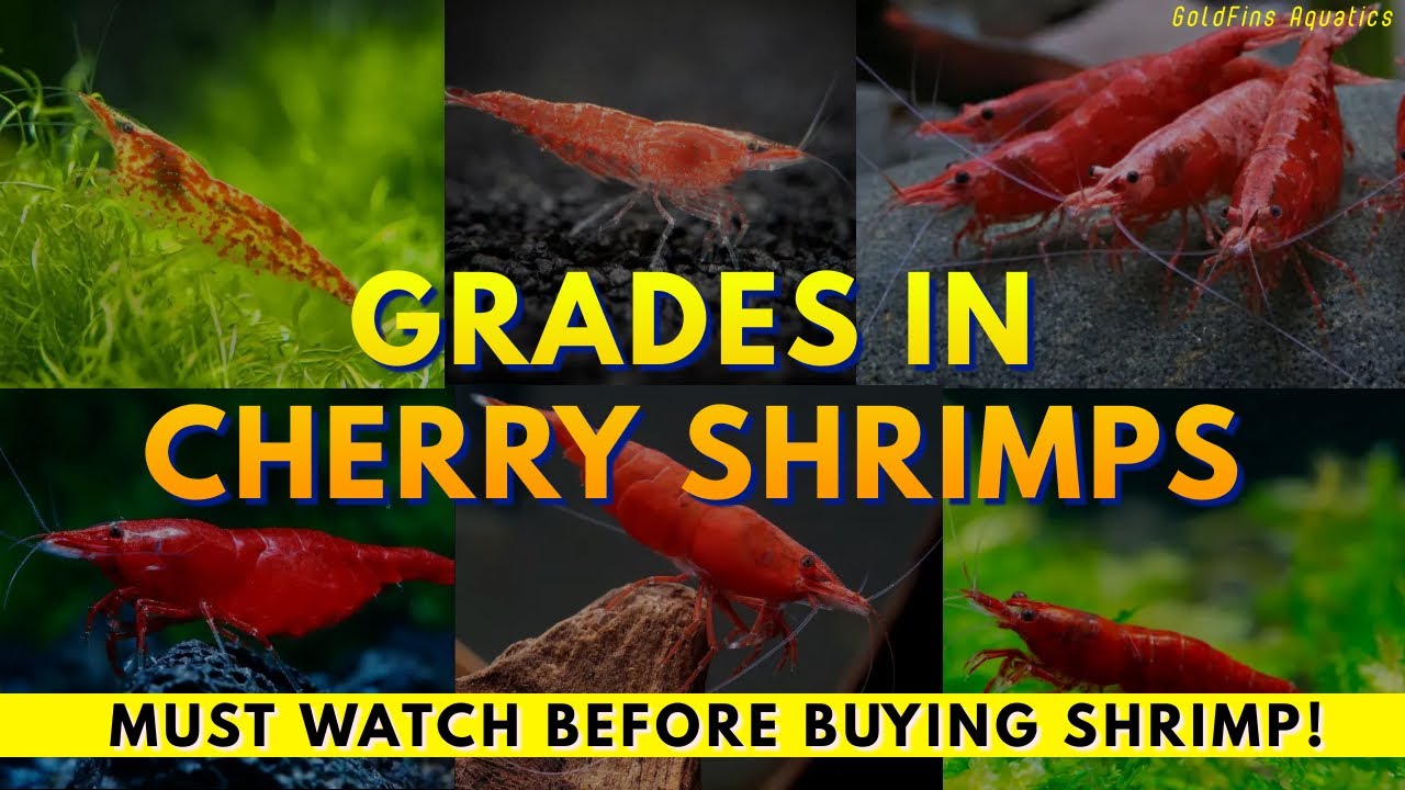 What grade of cherry shrimp you have? Why the grade matters? DON'T BE FOOLED WATCH BEFORE BUYING!