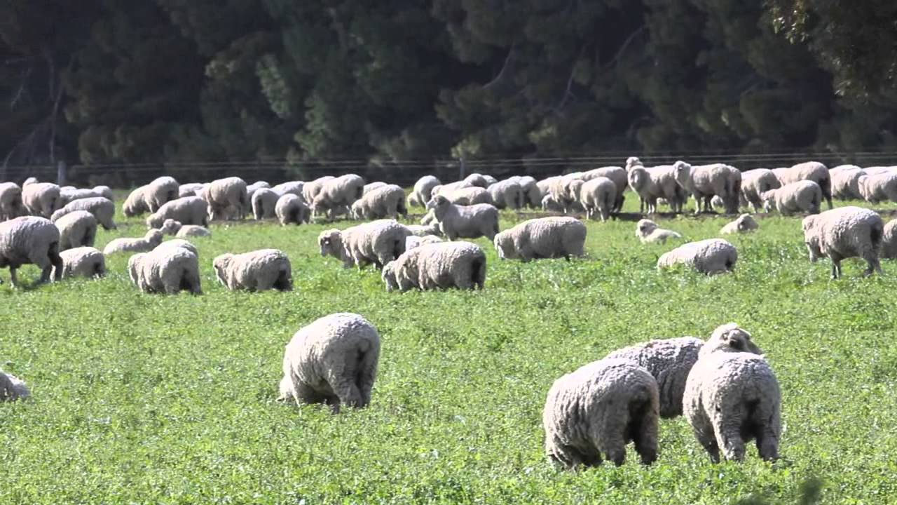 Grazing Cereal Crops