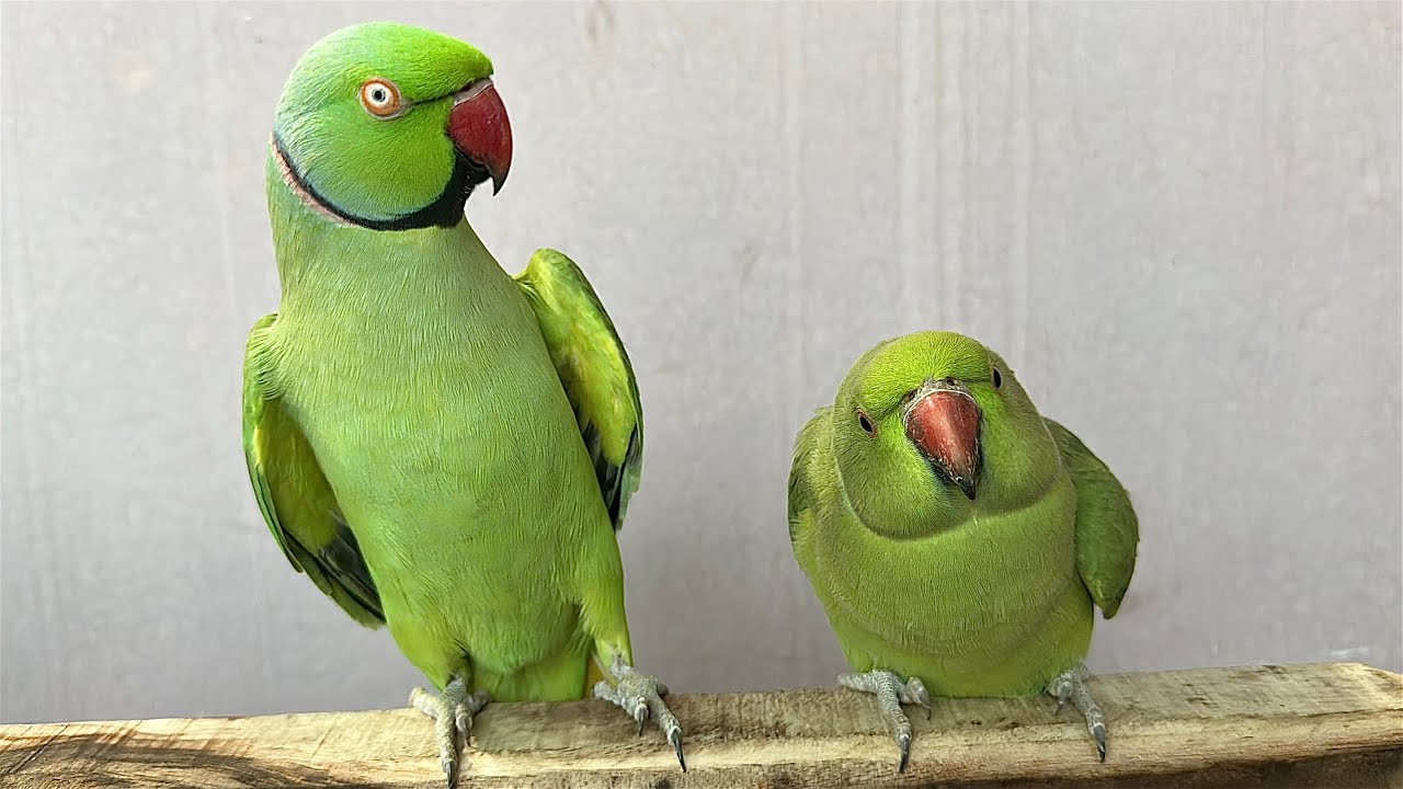 Green Parrot Talking Mithu Mithu 