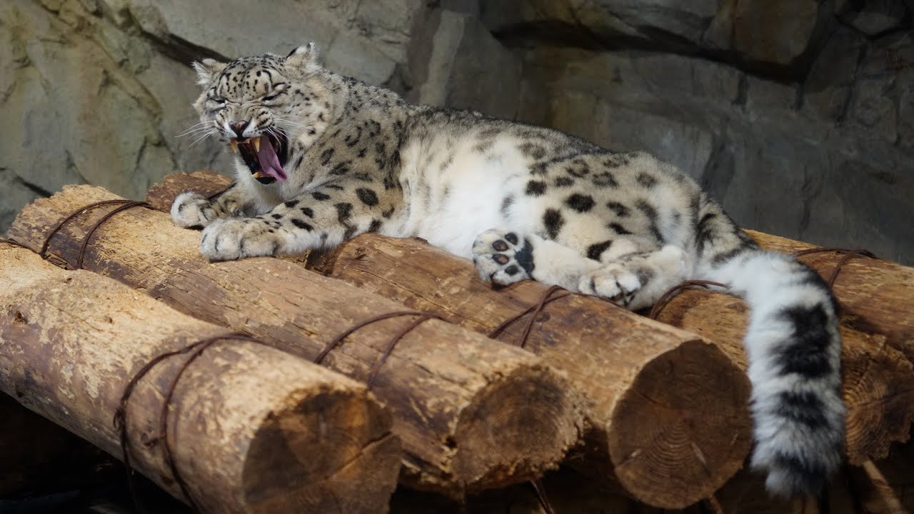 １５歳なので昼寝の時間は長くなりましたが雪上ではしゃいでいました（円山動物園　ユキヒョウのシジム） #snowleopard #bigcat