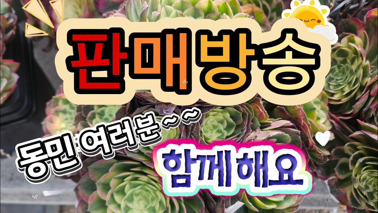 26.03.16. 부산다육이놀이터 판매방송~~ #succulent #수다방 #초록우산 #후원