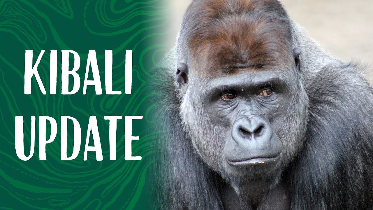 Keeper Mel Provides an Update on Taronga's Silverback Gorilla, Kibali