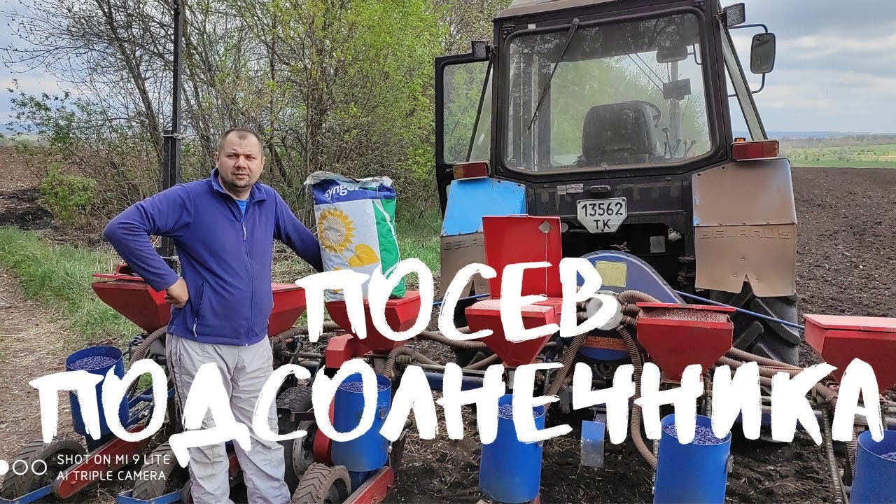 Посев подсолнечника