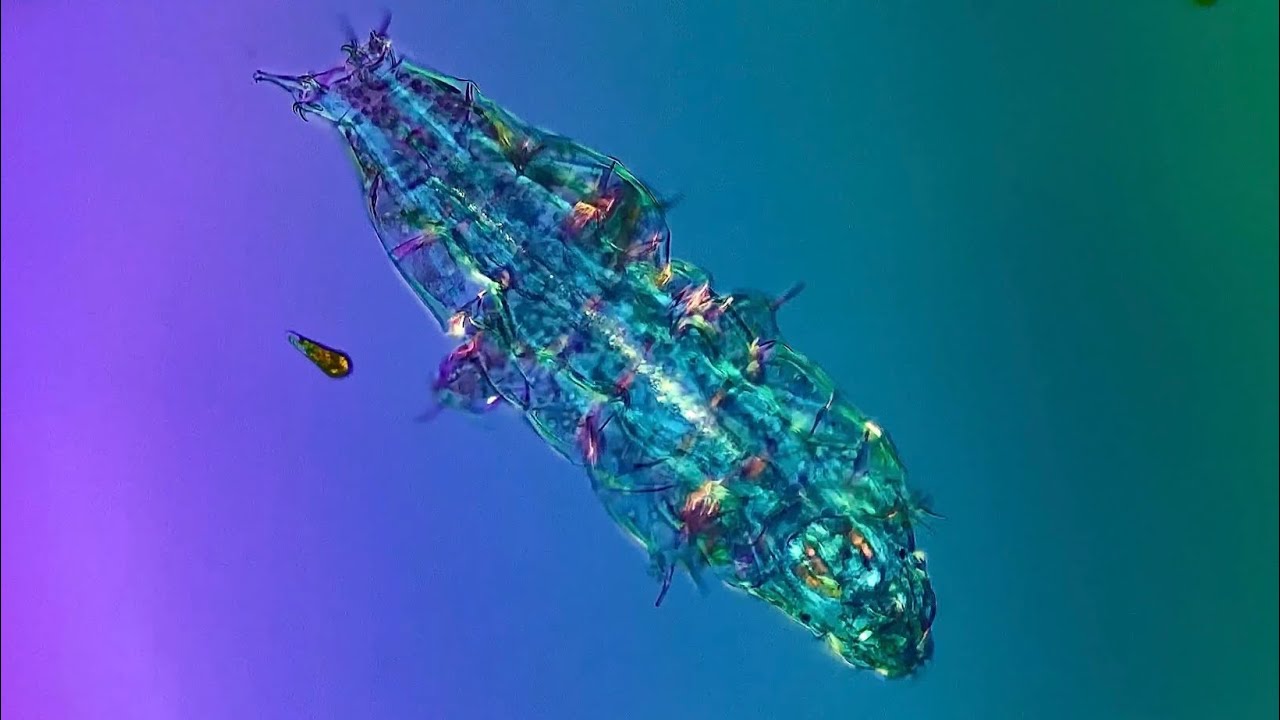 5 minutes of Tardigrades