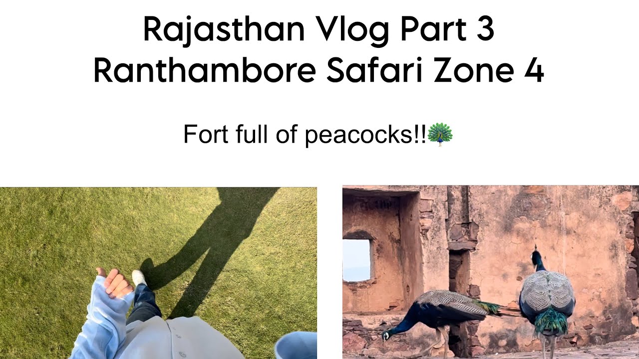Rajasthan Vlog Part 3  | Ranthambore Safari Zone 4 | Fort full of peacocks!! 🦚 | MK Vlogs