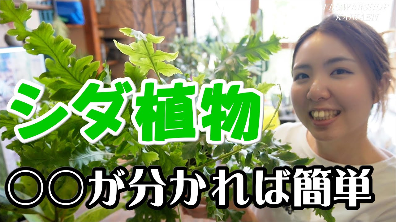 シダ植物　直射日光弱い　暑さも弱い　湿ってる所が好き　日陰で育つ　生えてる場所をイメージして【おうちでガーデニング】開花園チャンネル