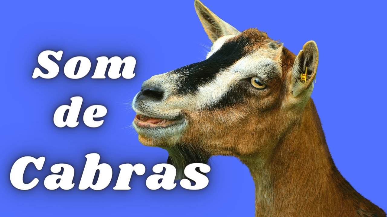 Som de Cabras Berrando - Som de Bode Berrando - Animais da Fazenda