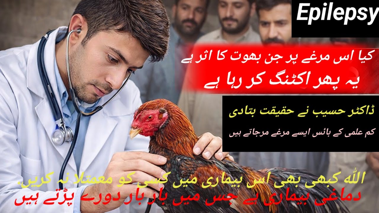 Epilepsy In Aseel chicken Murga  Ya Murgi ki mirgi ka mukamal ilaj ( Dr hasib Animal treatment )